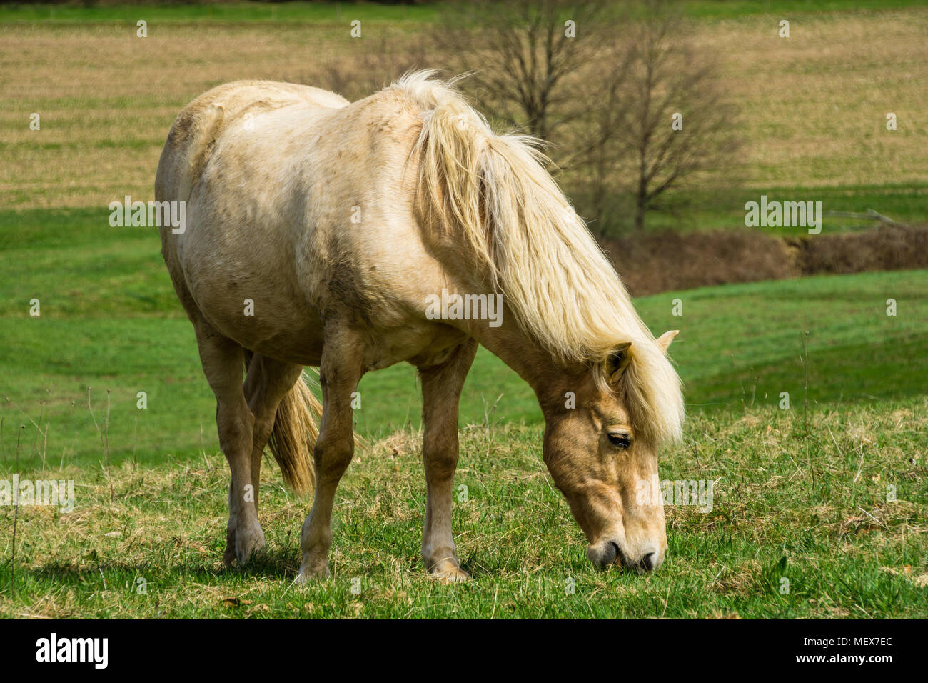 Germany, Blond horse eating grass on green meadow in springtime in the sun Stock Photo