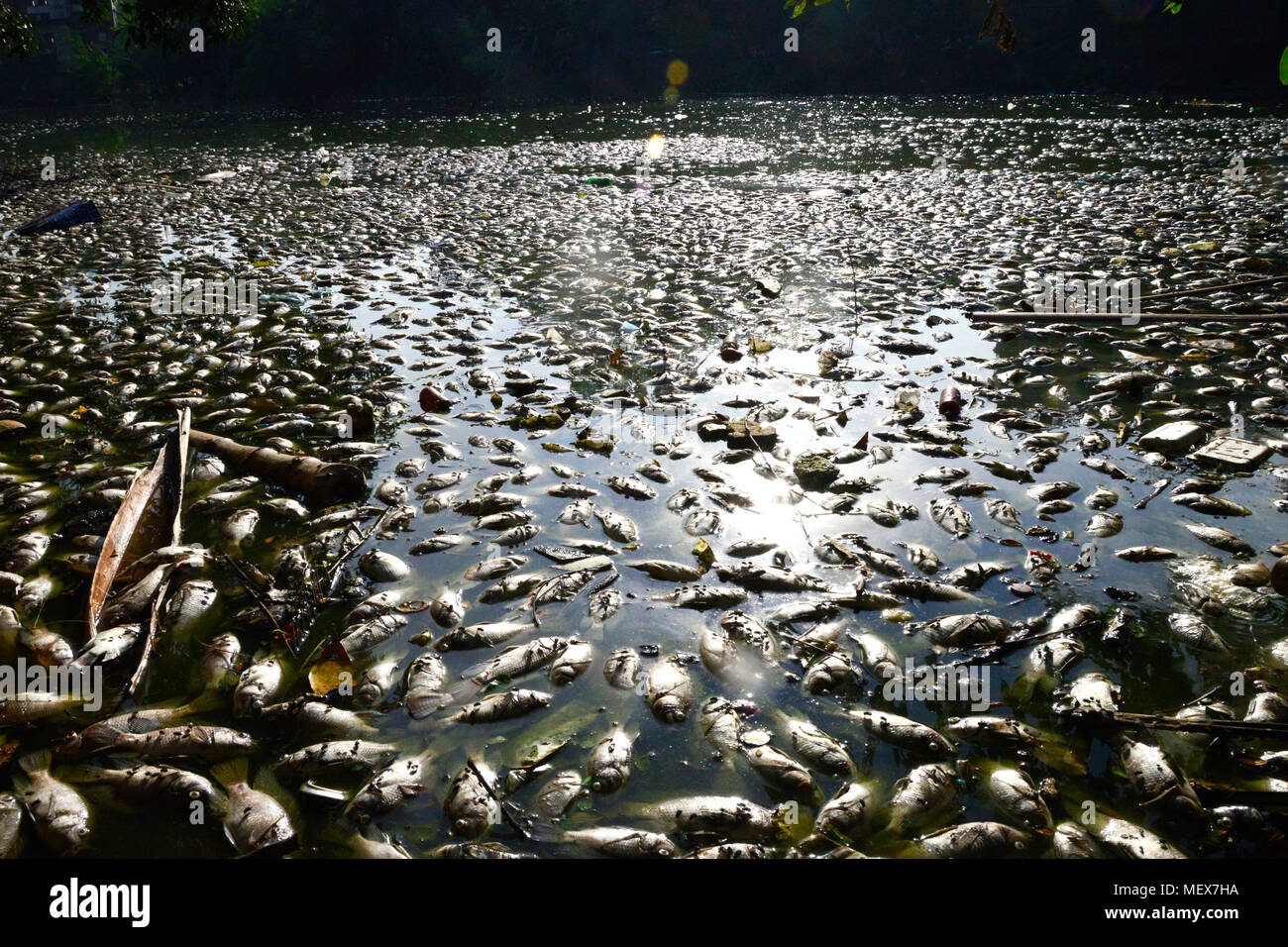 Thousands of dead fishes float in the Uttara Lake in Dhaka City, Bangladesh, on November 11, 2017. Chemical pollutions or abnormal change in the pH (p Stock Photo