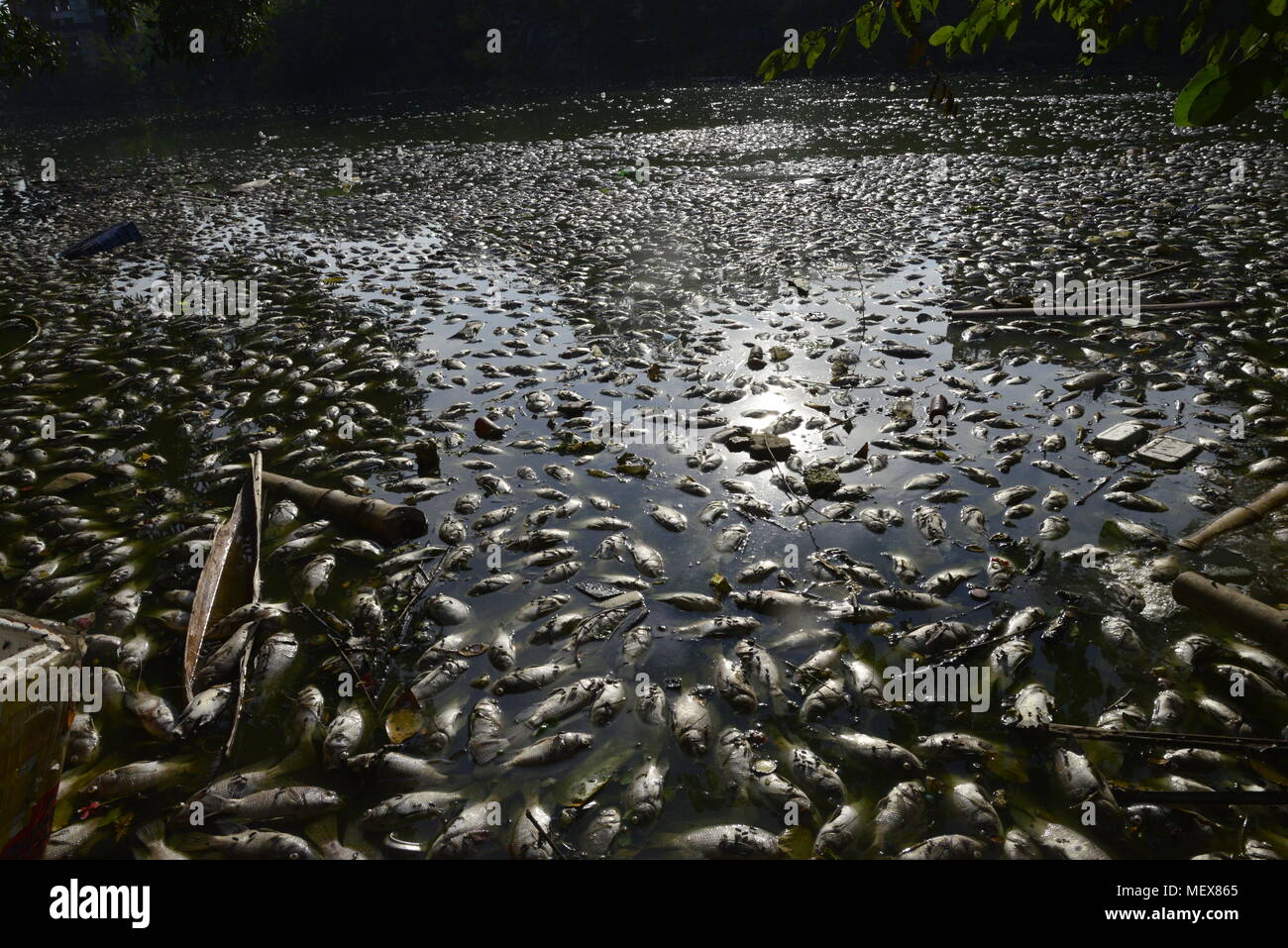 Thousands of dead fishes float in the Uttara Lake in Dhaka City, Bangladesh, on November 11, 2017. Chemical pollutions or abnormal change in the pH (p Stock Photo
