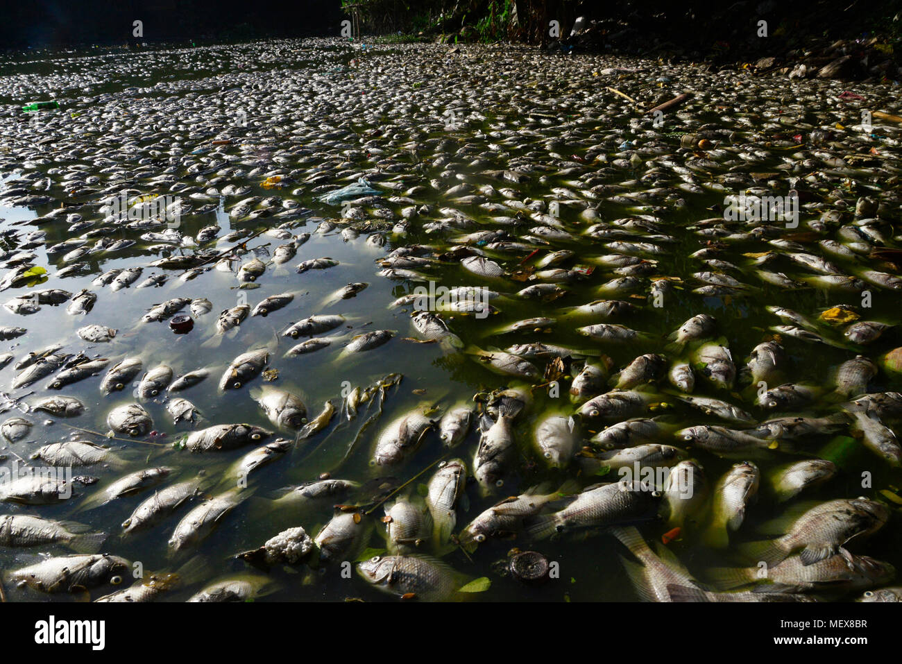 Fishes Died High Resolution Stock Photography and Images - Alamy