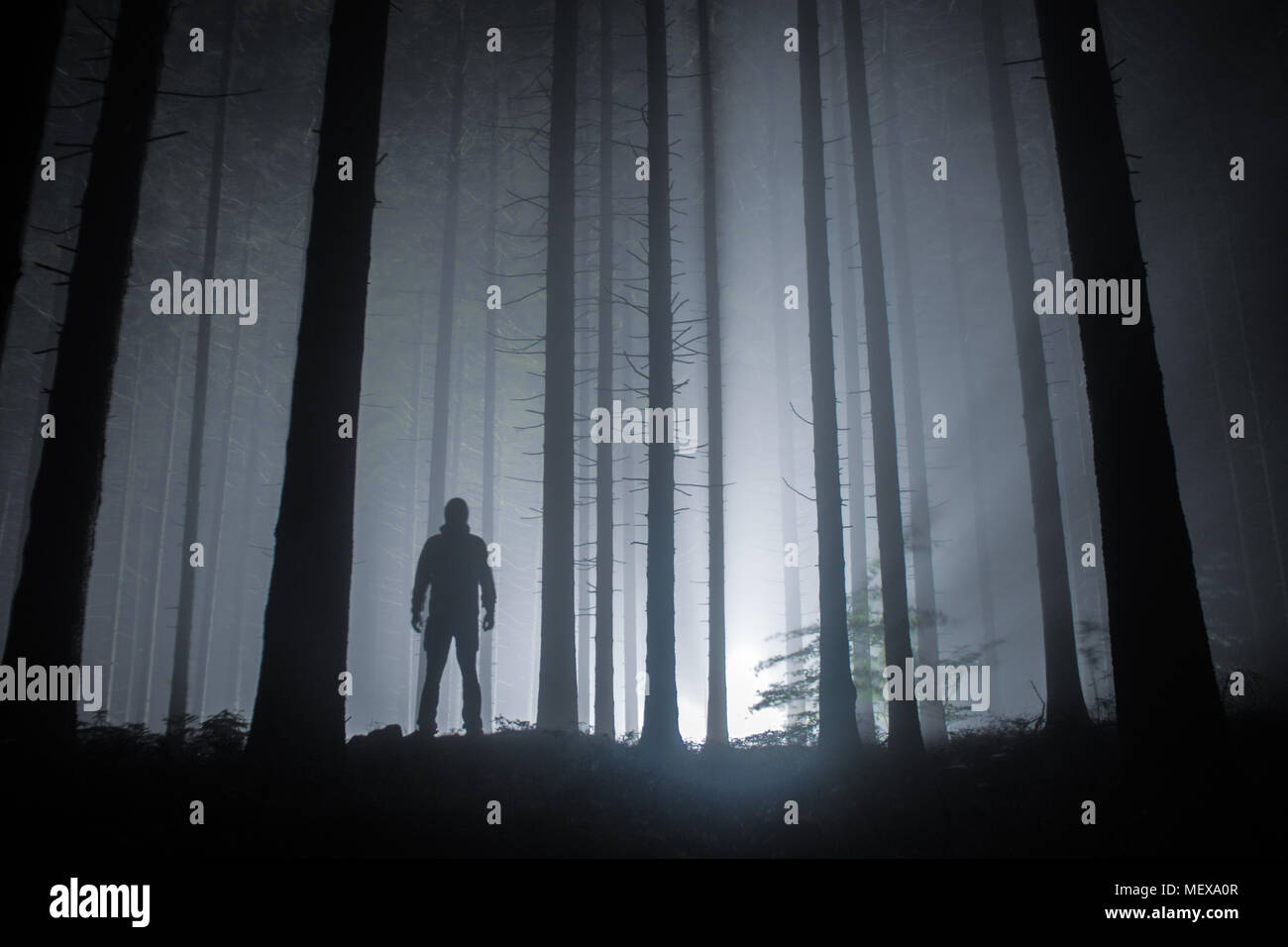 fog in a forest at night with mysterious silhouette and light in the ...
