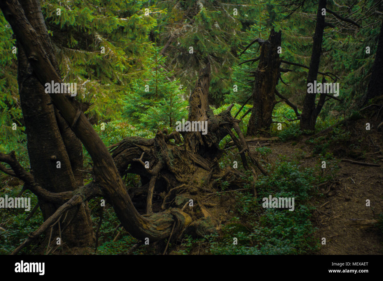 Surprising Spruce Green Color Photos