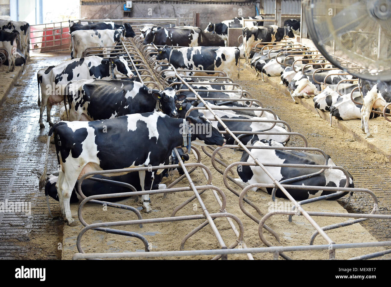 Milking Cows Scotland Hi-res Stock Photography And Images - Alamy