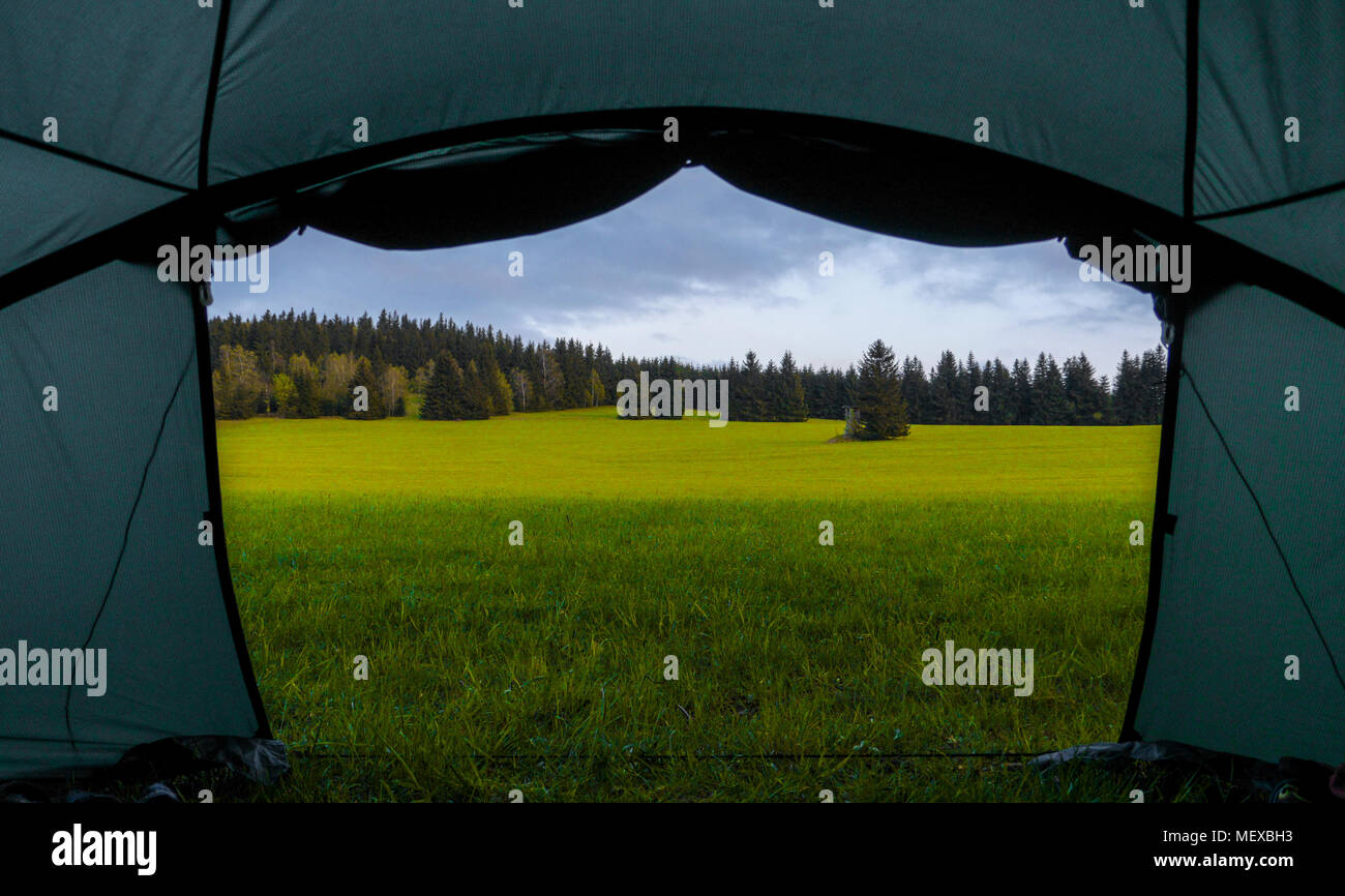 view from a tent pitched on a meadow, spruce forests around Stock Photo ...