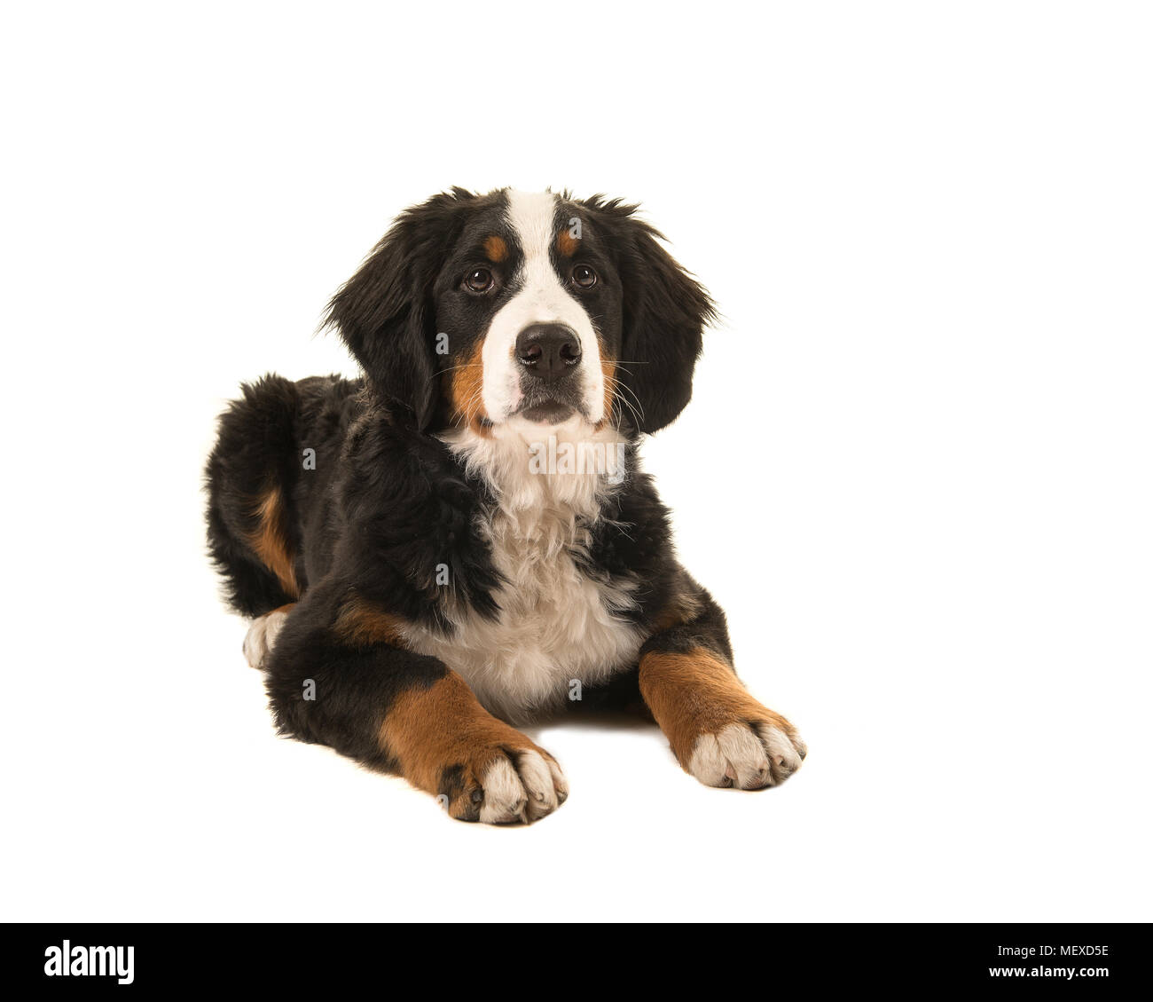 Young bernese mountain dog lying down isolated on a white background ...