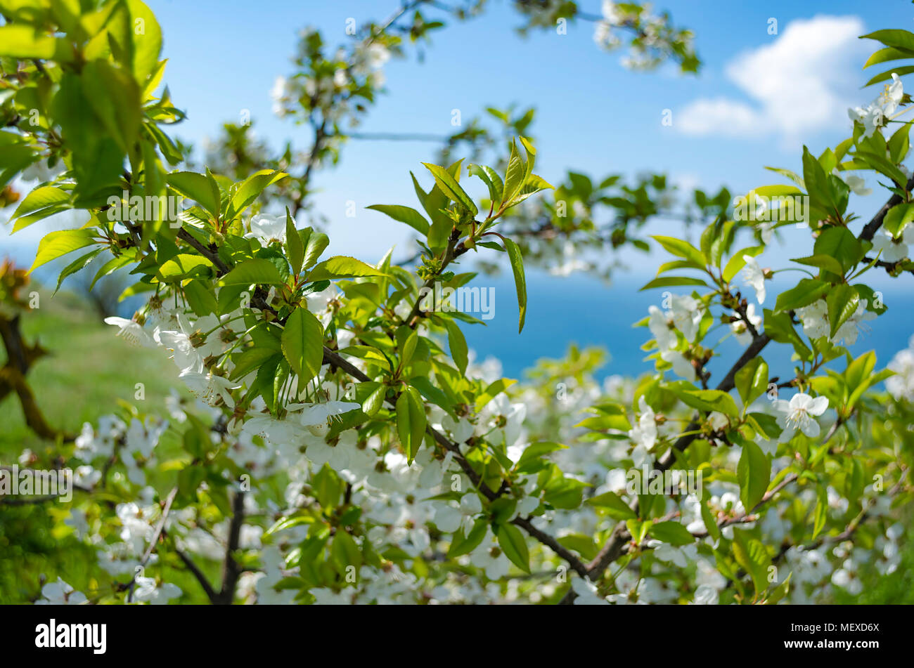 Blossoming cherry against the blue sky and the sea Stock Photo - Alamy
