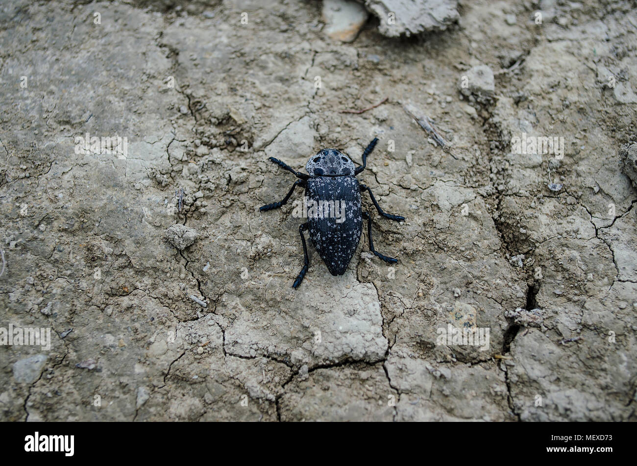 A large black beetle with white spots sits on the ground Stock Photo