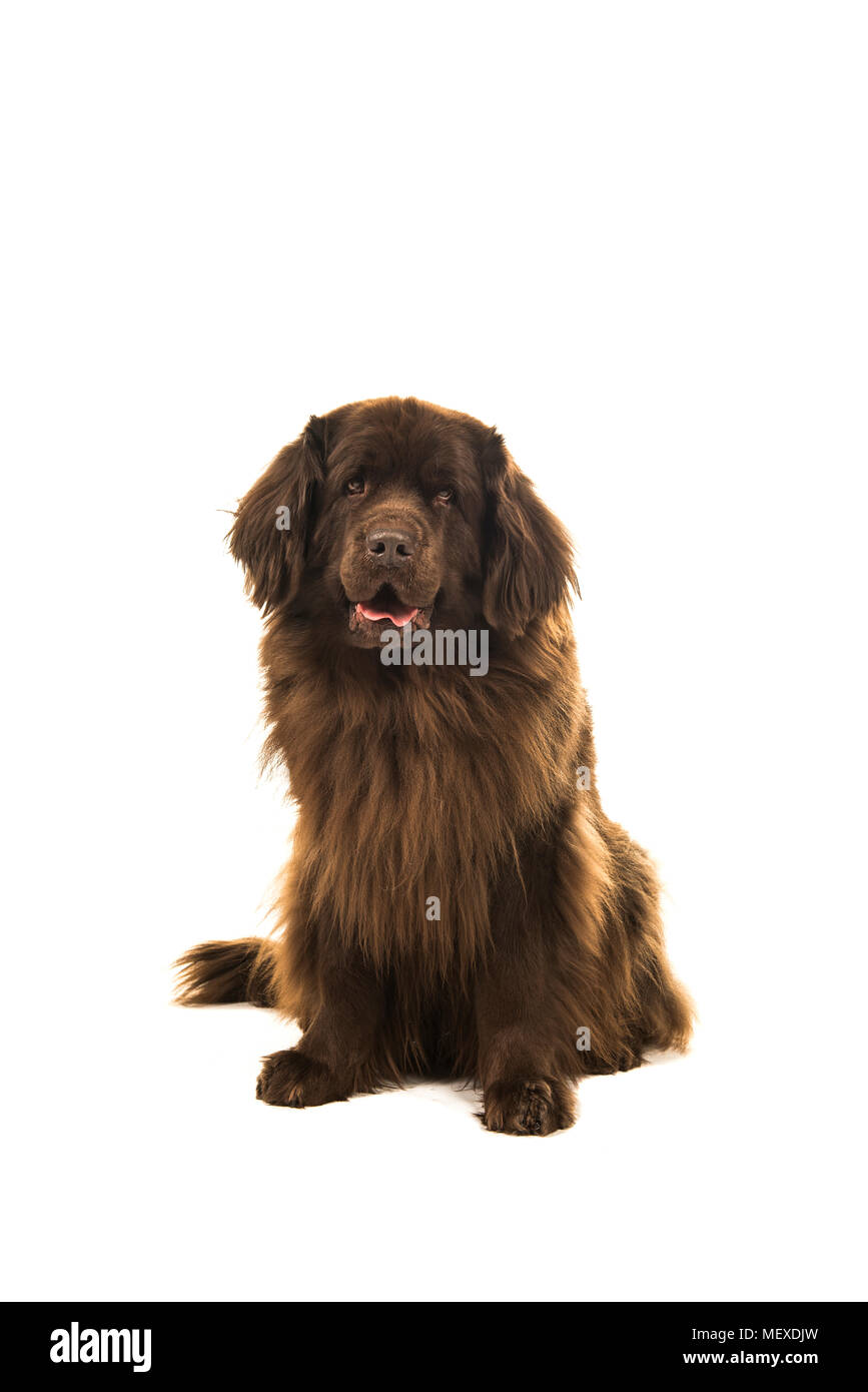 Sitting brown newfoundland dog looking at the camera isolated on a white background Stock Photo