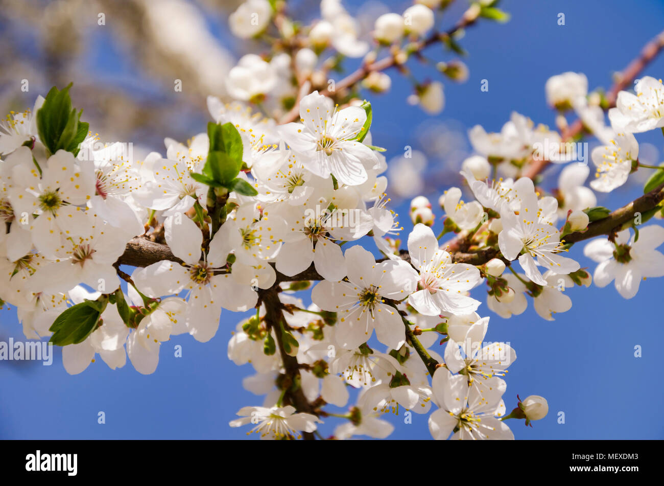 white beautiful flowering branch of a fruit tree, against a bright blue sky, close-up Stock Photo