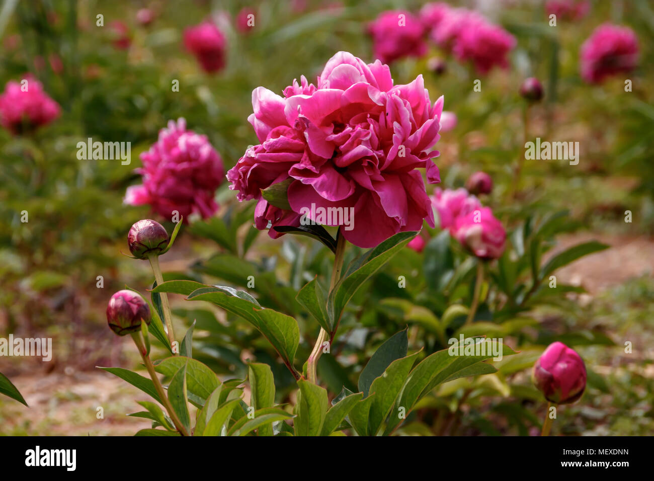 Flowering bush of a pink peony with buds close-up Stock Photo - Alamy