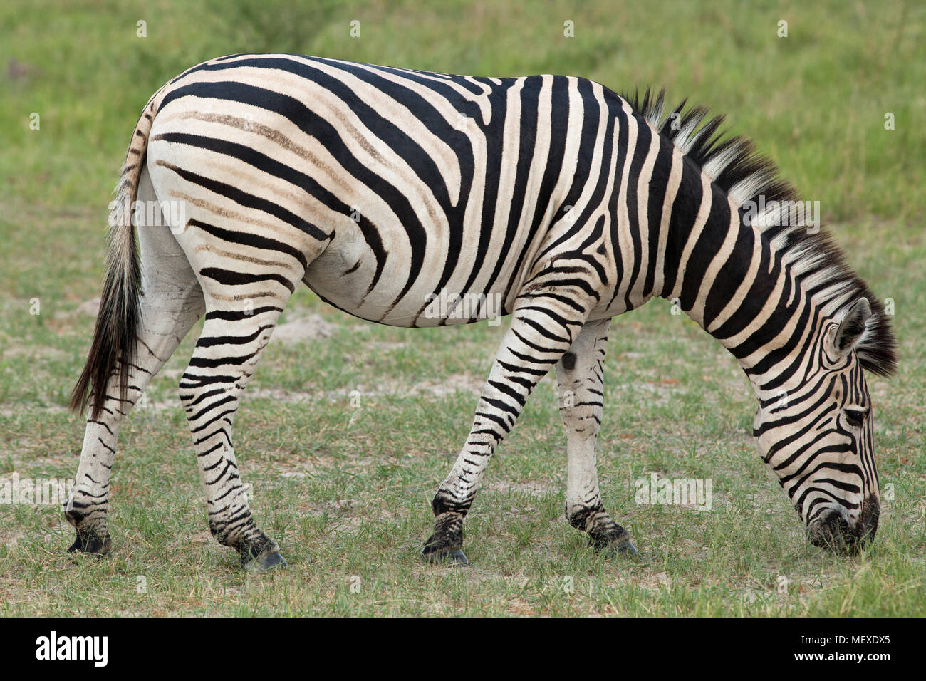 Burchell’s, Common or Plains Zebra (Equus quagga burchellii). Grazing. Okavango Delta. Botswana. Africa. January. Stock Photo