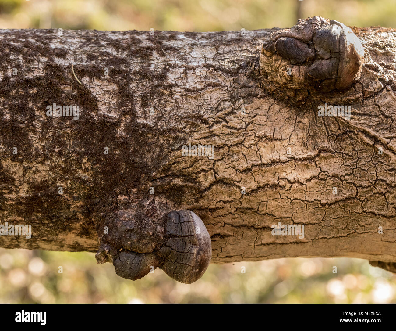 Phellinus tremulae, a parasitic polypore fungus, growing on the trunk of a dead, fallen aspen tree, Populus tremula. Stock Photo