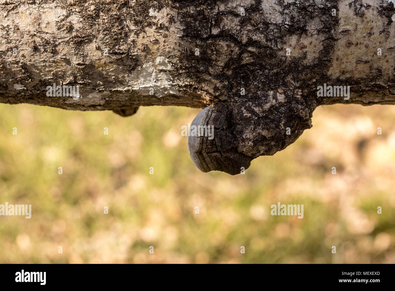 Phellinus tremulae, a polypore fungus growing on the trunk of a dead, fallen aspen tree, Populus tremula. Stock Photo