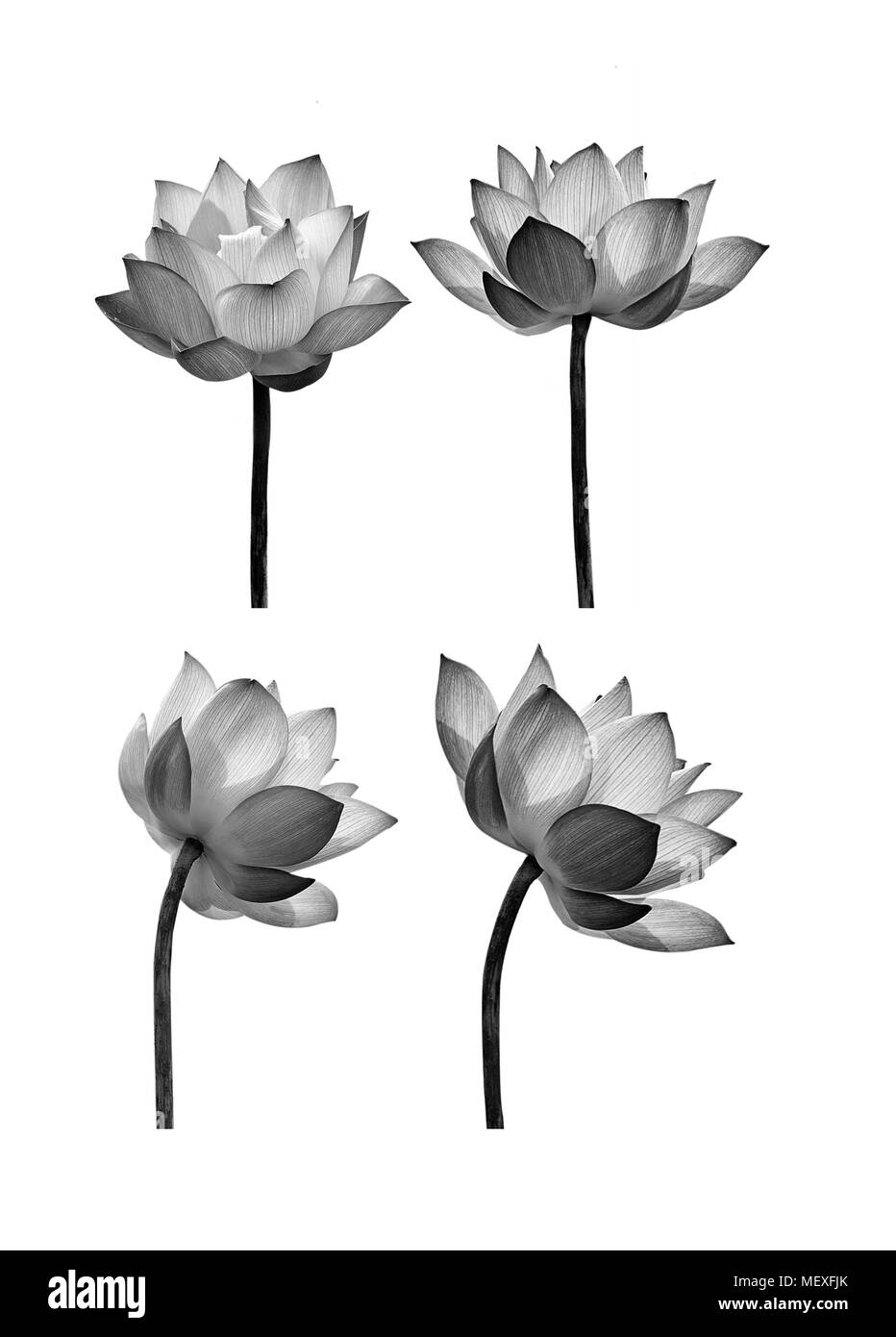 White lotus flower Black and White Stock Photos & Images Alamy