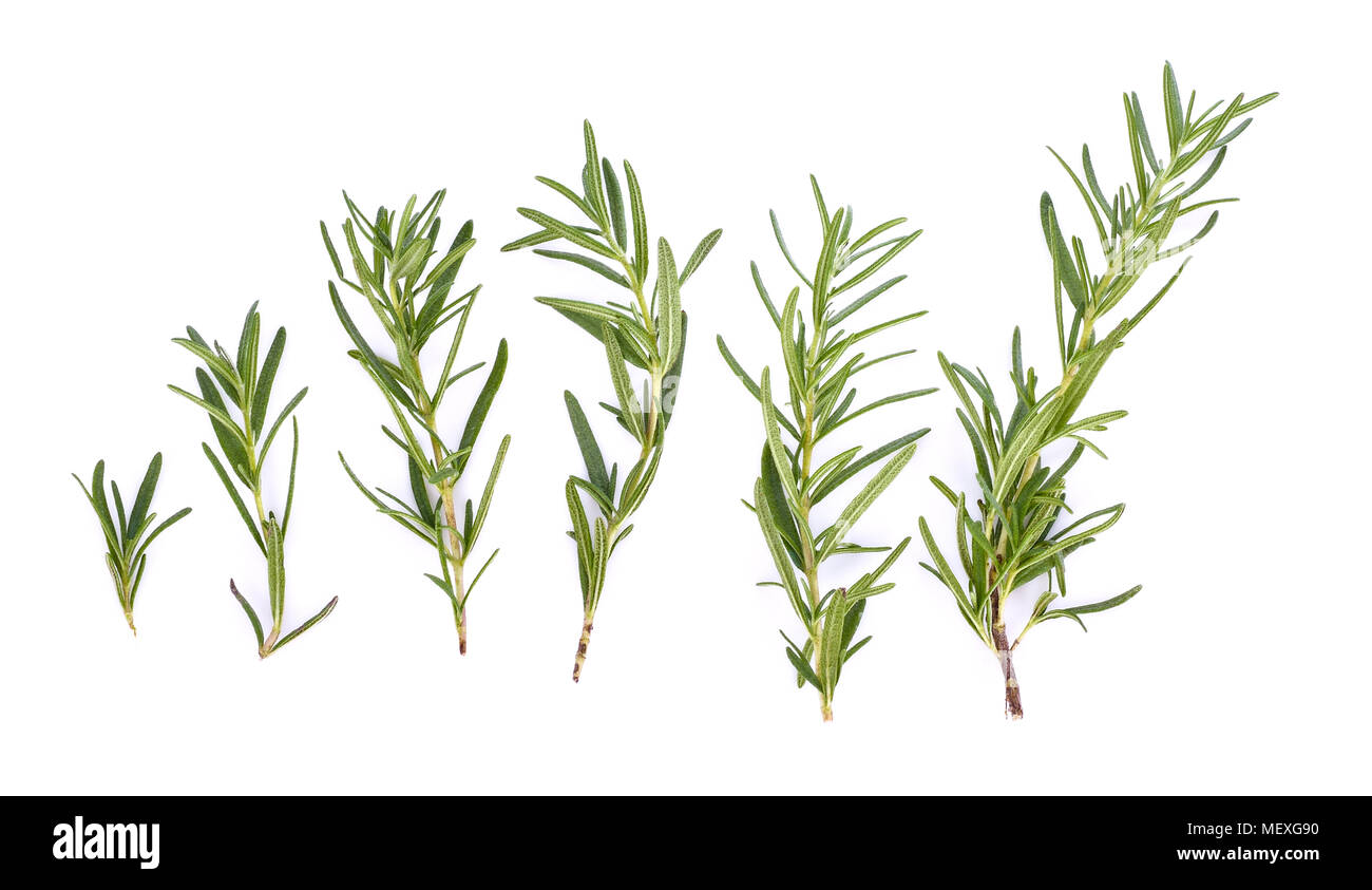 rosemary isolated on white background Stock Photo - Alamy