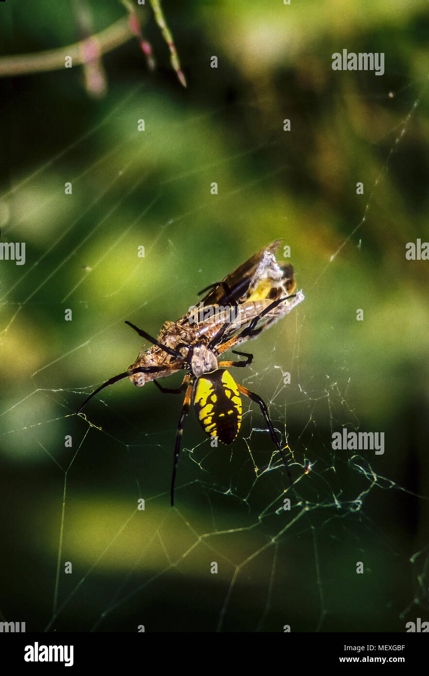 A Yellow Garden Spider, Argiope aurantia, kills and wraps a grasshopper in silk after it became stuck in the spider's web. Stock Photo