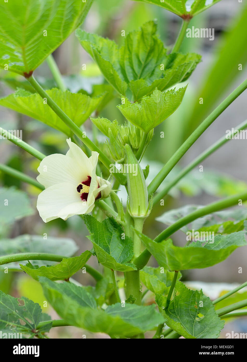 Okra stem hires stock photography and images Alamy