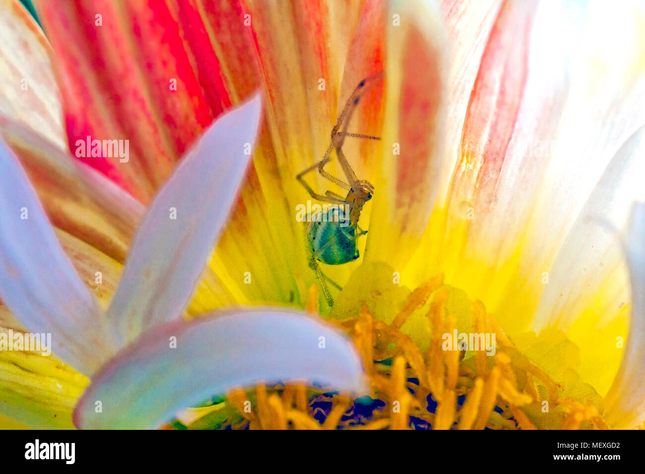 Thomisus (Crab Spider) sitting in ambush inside a flower blossom. Stock Photo