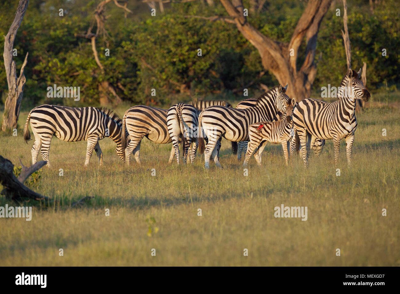 Burchell’s, Common or Plains Zebra (Equus quagga burchellii). A group within a larger herd. Stallion, male, extreme right, head up, protecting six mar Stock Photo