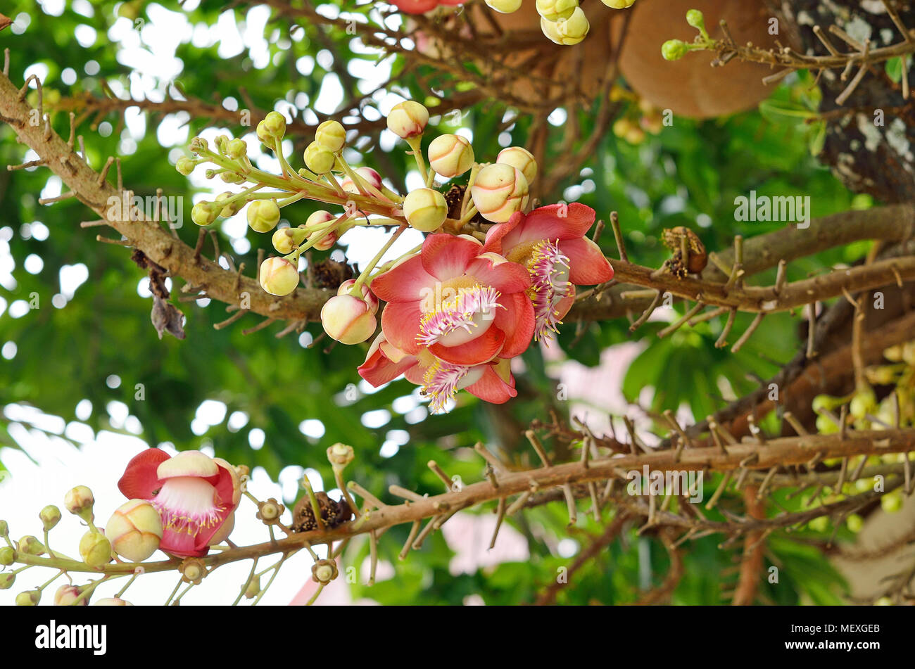 Shorea robusta Stock Photo