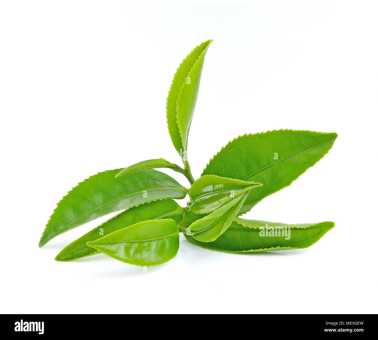 Green tea leaf on white background Stock Photo