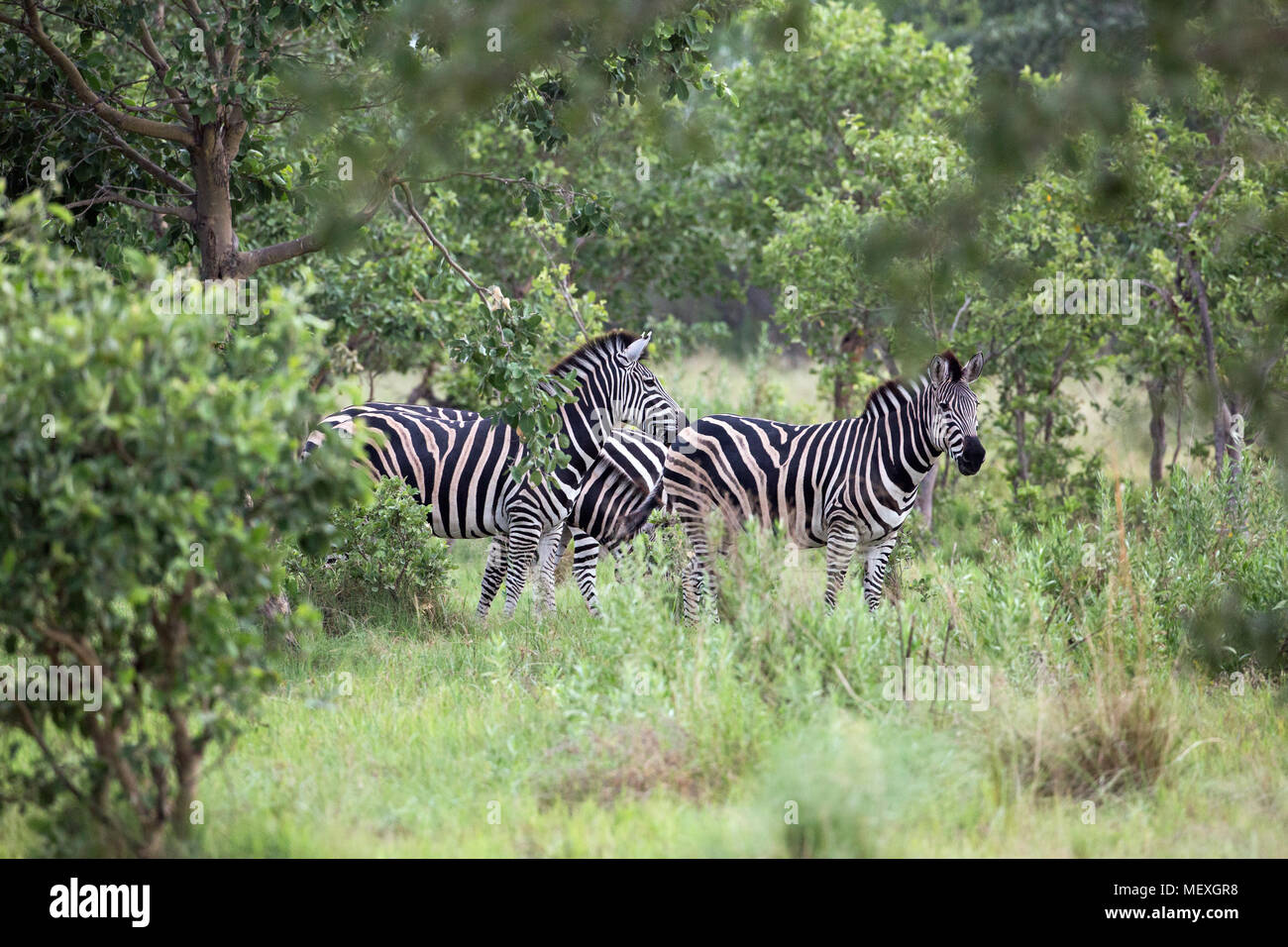 The three species of zebra hires stock photography and images Alamy