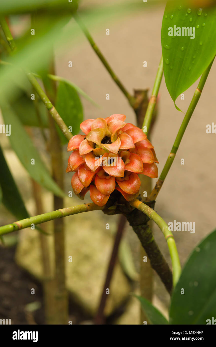 Pineapple ginger latin name Tapeinochilos ananassae also known as wax ginger a tropical plant native to Queensland Papua New Guinea Stock Photo
