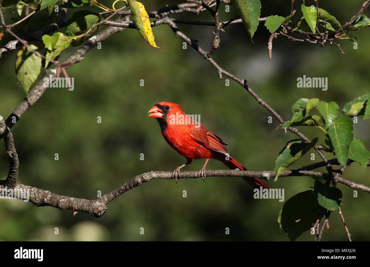 A Male Northern Cardinal Bird Cardinalis Cardinalis Is Perched On A Tree Branch Eating A Seed Stock Photo Alamy