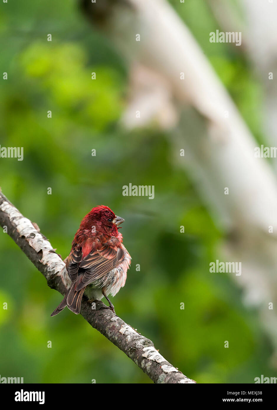 An adult, male Purple Finch, Haemorhous purpureus, is perched on the branch of a White Birch tree in New Hampshire, USA. Stock Photo