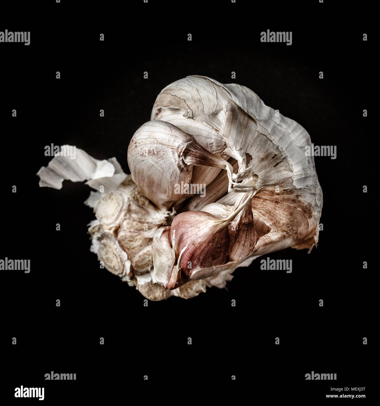 Garlic head in rustic style on black background. Square image Stock Photo