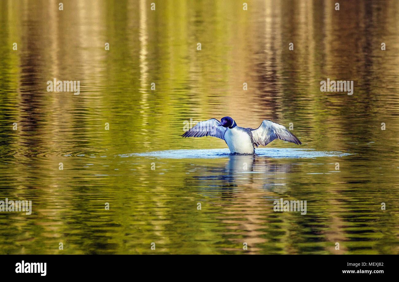 A solitary adult Common Loon (aka Great Northern Loon), Gavia immer, in breeding plumage spreads its wings in preparation for flight. Stock Photo