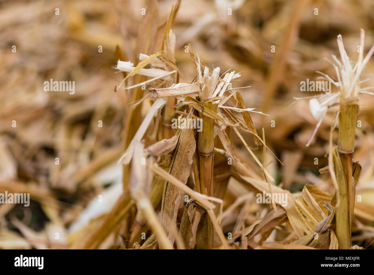 these corn stalks look like they were chewed thru not cut Stock Photo