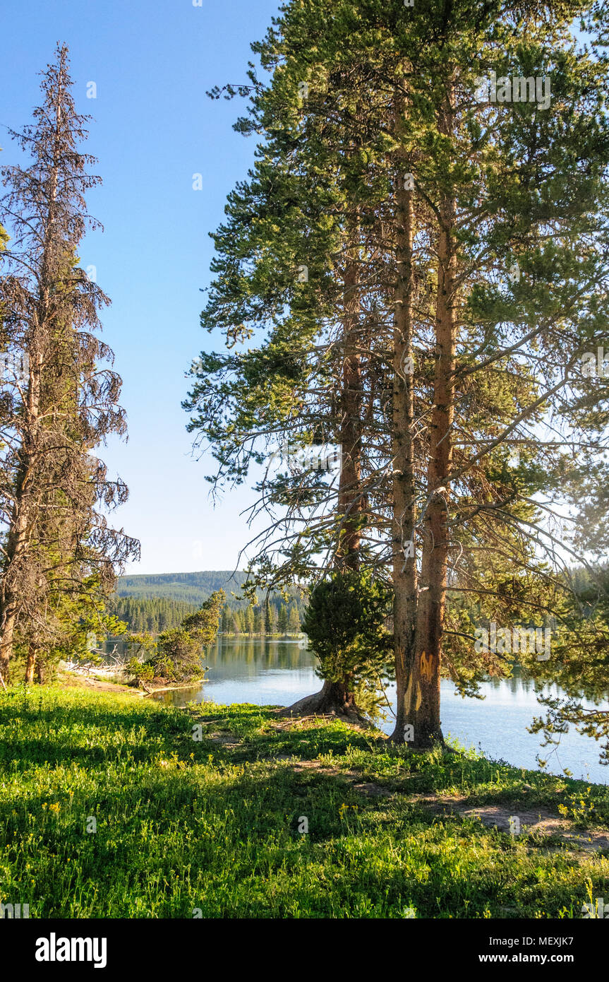 Trees in Yellowstone Stock Photo - Alamy