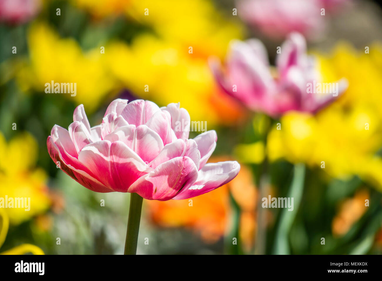blooming double early tulips Stock Photo