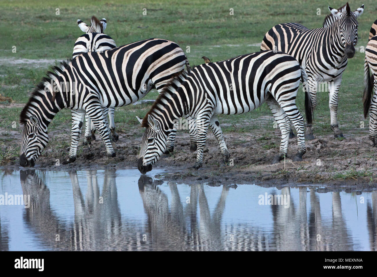 Burchell’s or Plains Zebra (Equus quagga burchellii). Drinking hole. Note how no nearby vegetation which could be used by predatory animals as cover.  Stock Photo