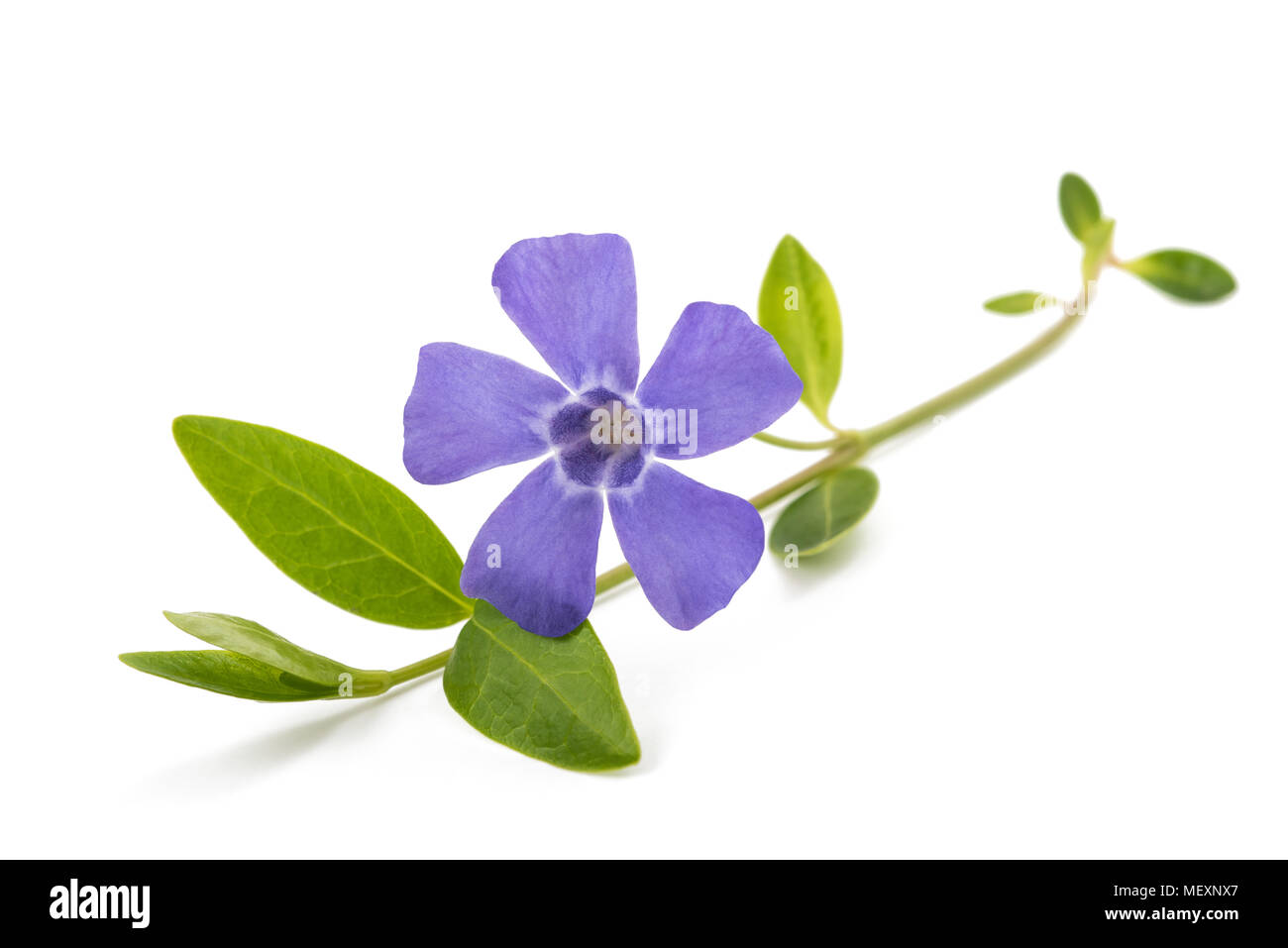 periwinkle branch with flower isolated on white Stock Photo