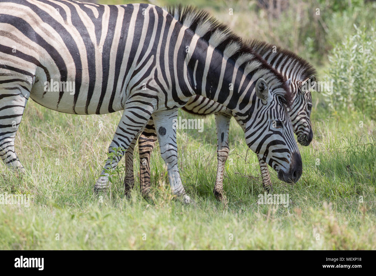 Plains Zebra Mother Foal Quagga Stock Photos & Plains Zebra Mother Foal