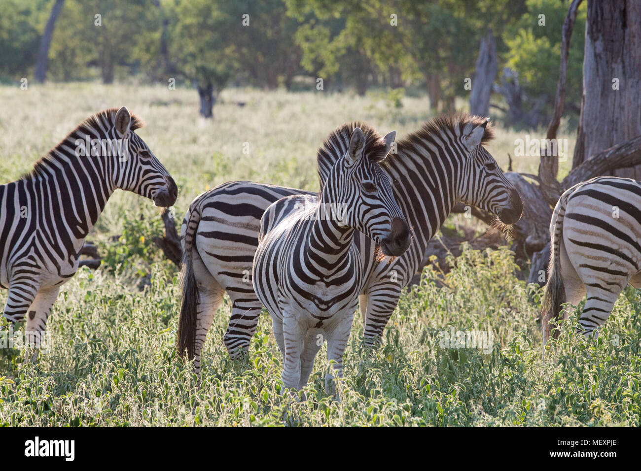 Burchell’s, Common or Plains, Zebras (Equus quagga burchellii). Woodland savanna. Overlappng animals. Early morning light. Stock Photo