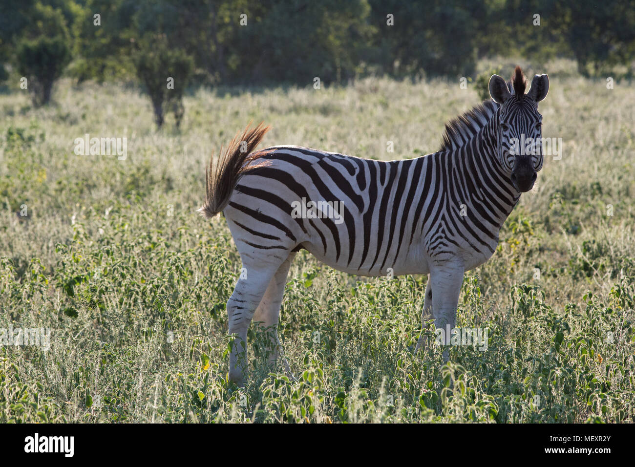 Burchell’s, Common or Plains,  Zebra (Equus quagga burchellii). Profile. Using tail as a fly whisk. Okavango Delta. Botswana. Africa. Early morning li Stock Photo