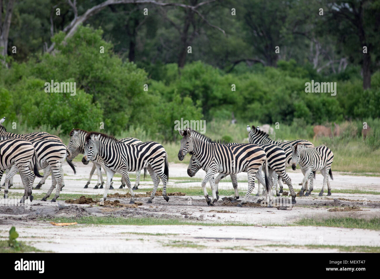 Zebra Equus quagga burchellii. Moving together. One animal overlapping others in motion makes the selection of an individual by a predator difficult. Stock Photo