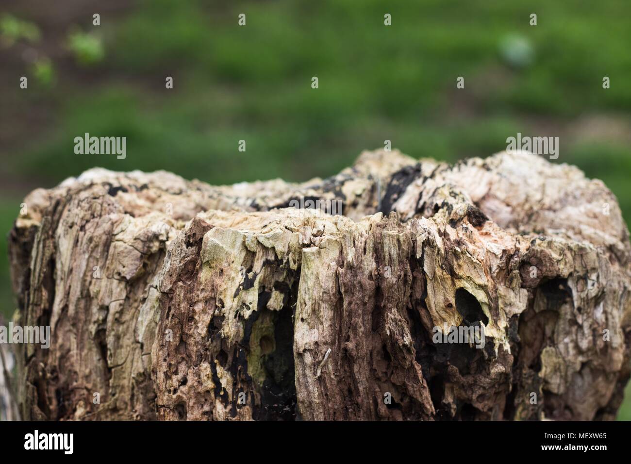 Rotting tree stump Stock Photo