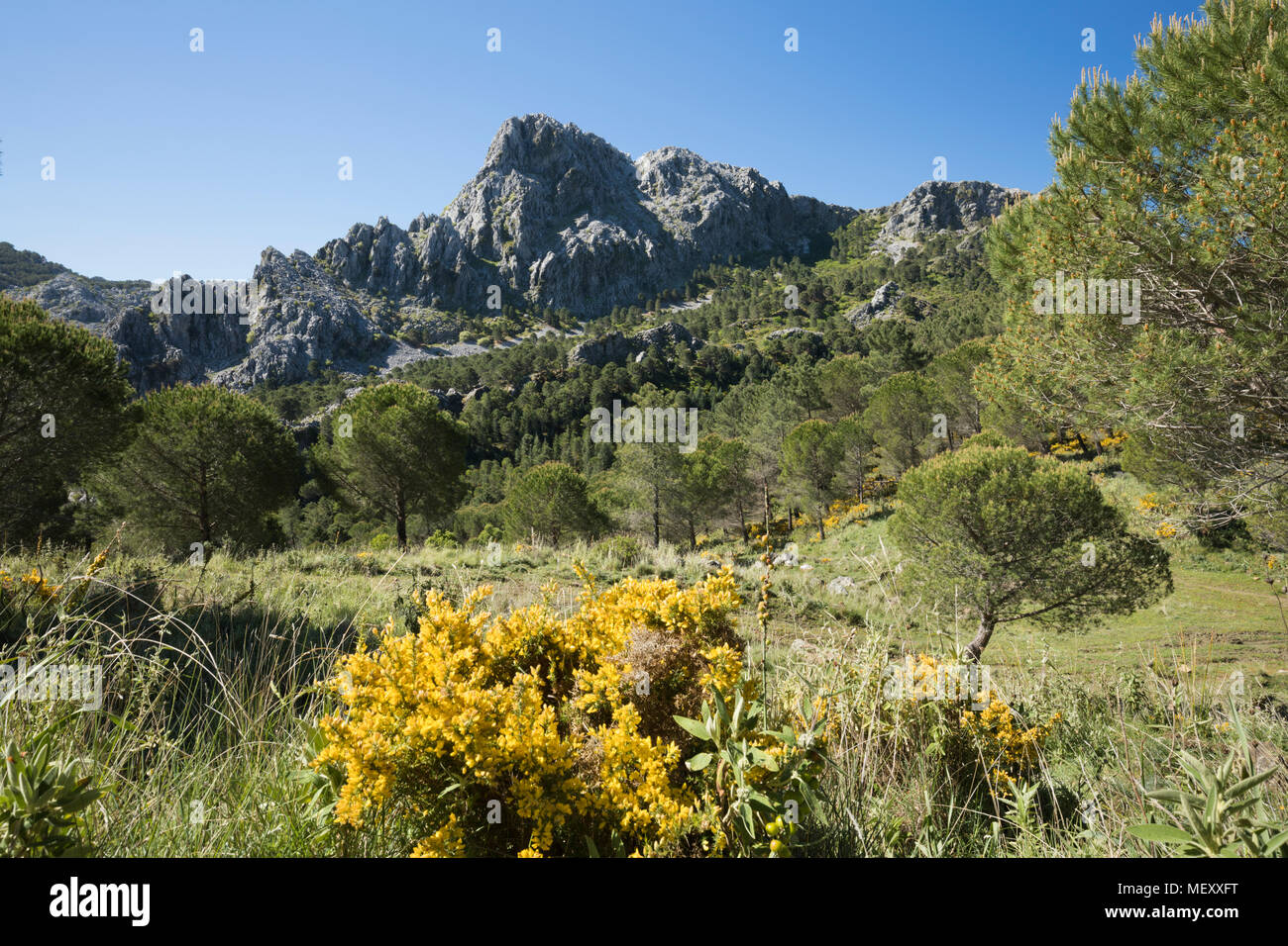 Rugged mountain scenery in spring near Grazalema, Sierra de Grazalema Natural Park, Andalucia, Spain, Europe Stock Photo