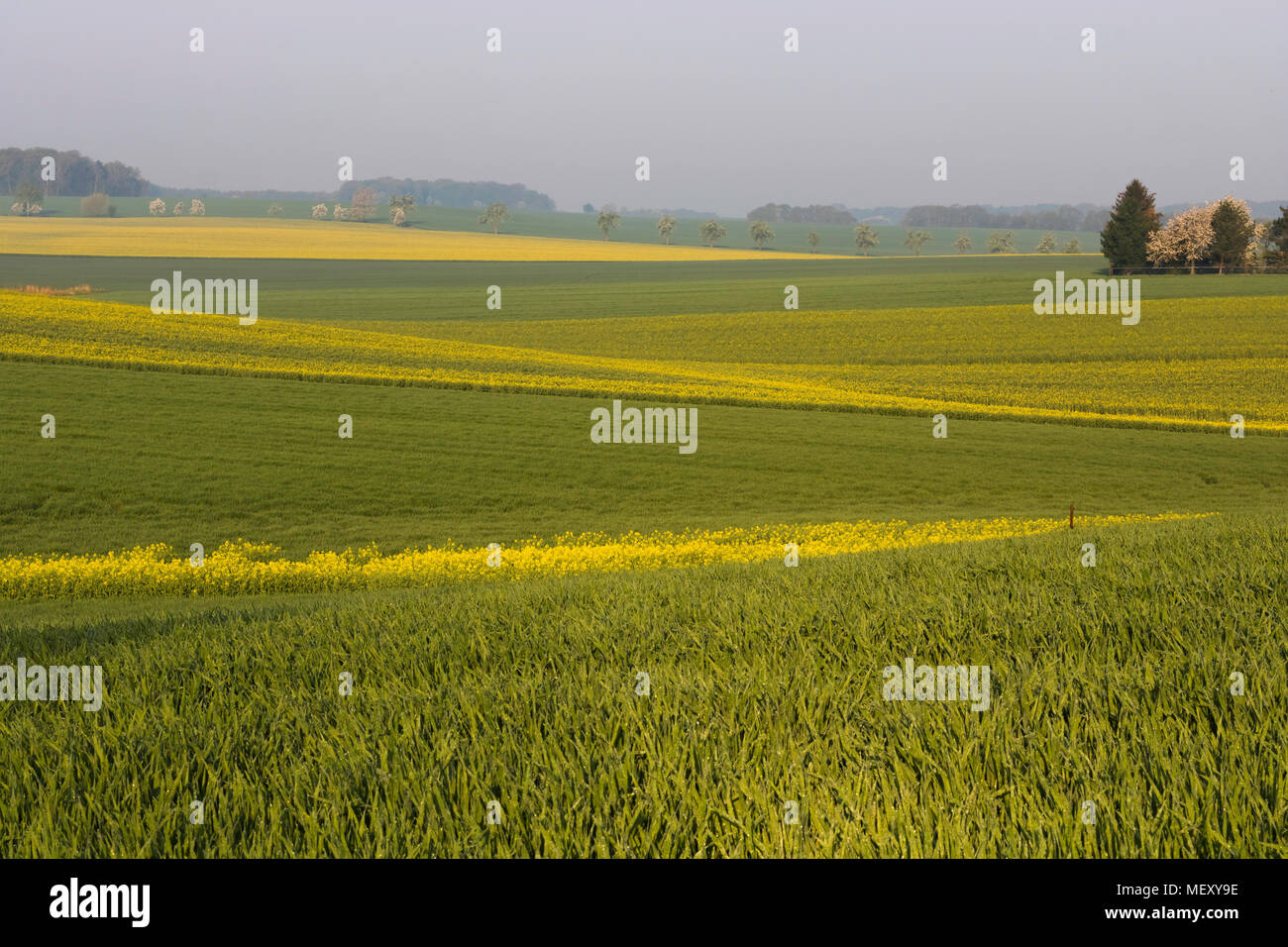 Zig Zag Yellow and Green Farmland Fields, Raps Fields in Blossom, Simple Geometry, Saxony, Germany Stock Photo