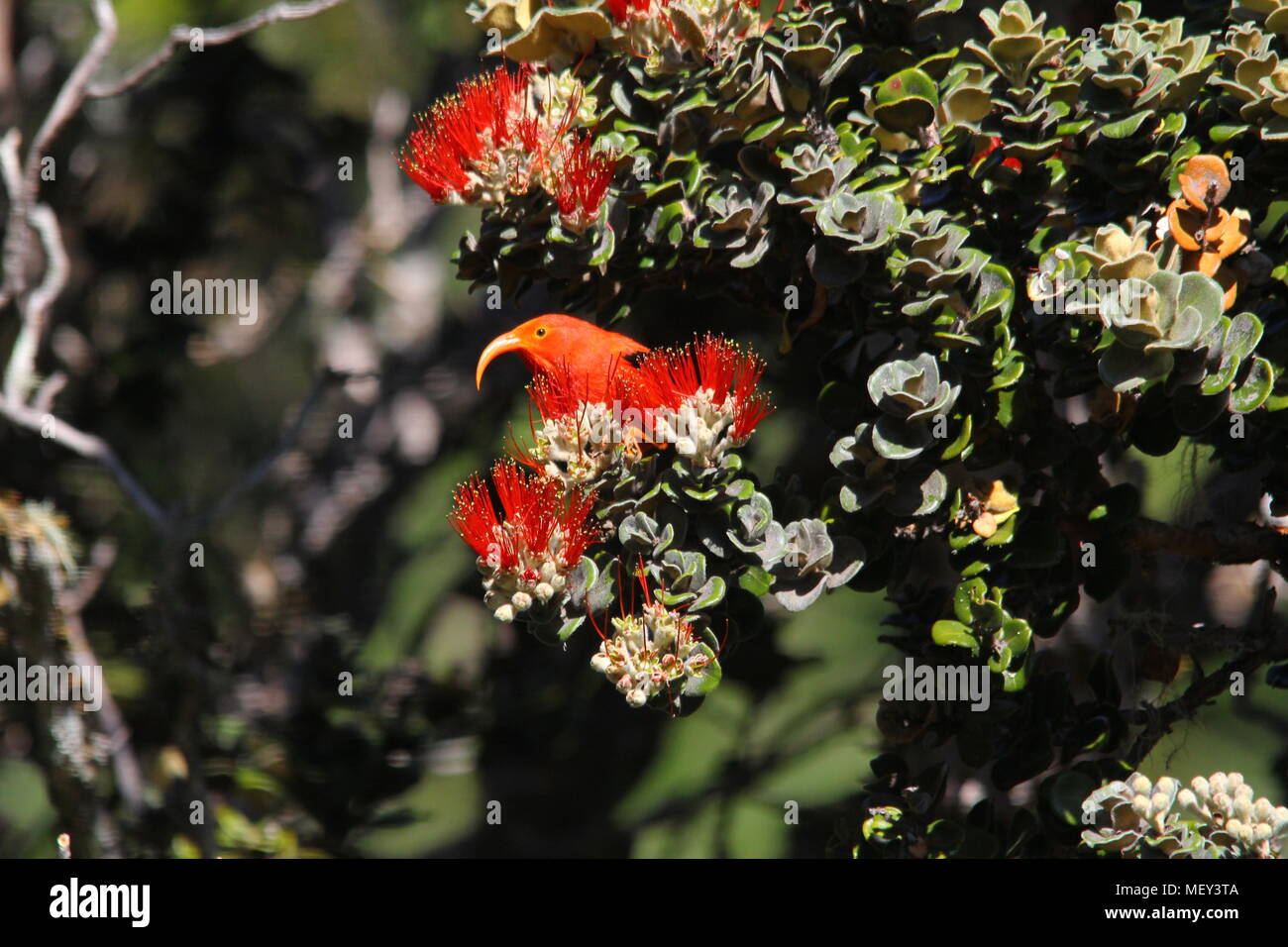 The ʻiʻiwi, or scarlet honeycreeper is a 'hummingbird-niched' species of Hawaiian honeycreeper. It is one of the most plentiful species of this family Stock Photo