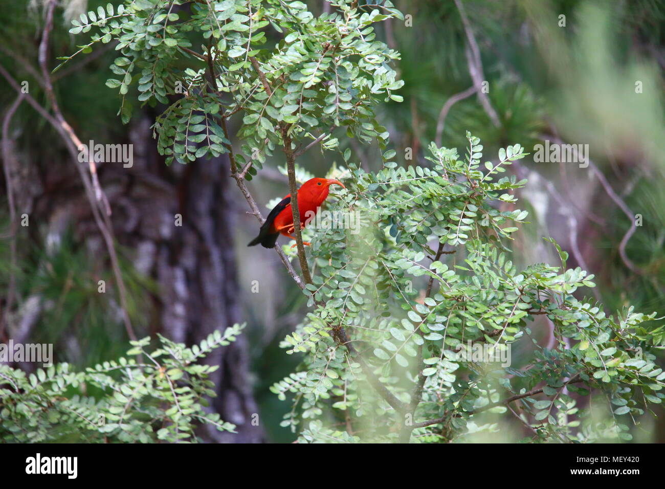 The ʻiʻiwi, or scarlet honeycreeper is a 'hummingbird-niched' species of Hawaiian honeycreeper. It is one of the most plentiful species of this family Stock Photo
