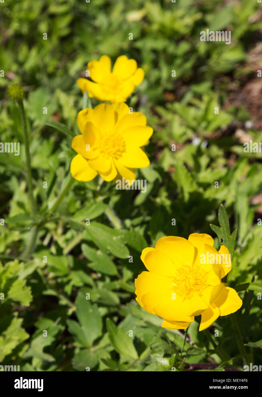 Flowers of the Large Buttercup ( Ranunculus macranthus ), wildflowers ...