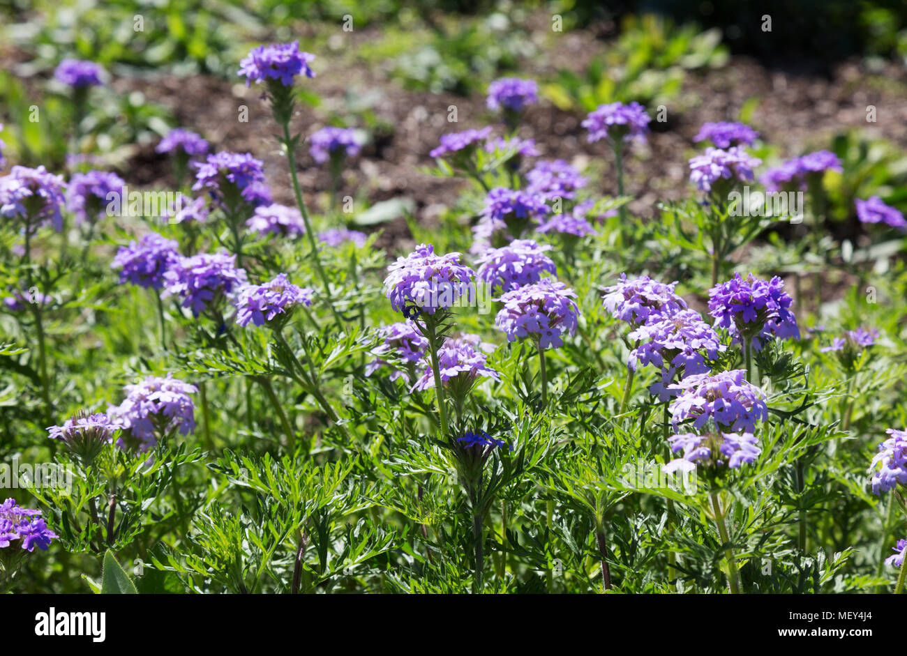 The Prairie Verbena in flower ( Glandularia bipinnatifida ) - a wildflower flowering in Texas USA Stock Photo