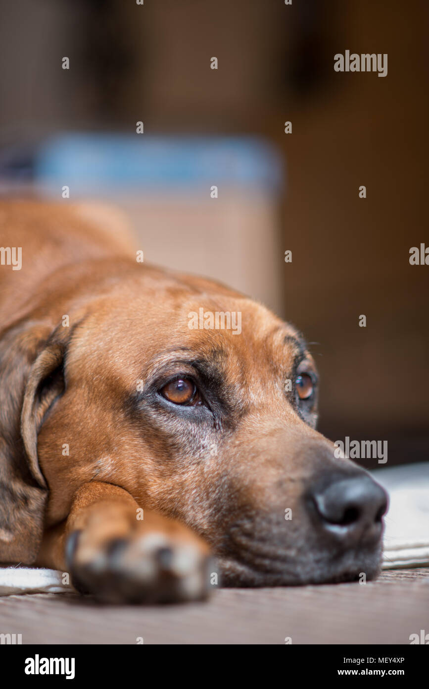 Rhodesian Ridgeback dog close up head on his bed Stock Photo Alamy