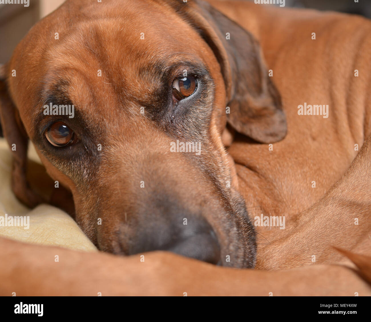 Purebred Rhodesian Ridgeback High Resolution Stock Photography and