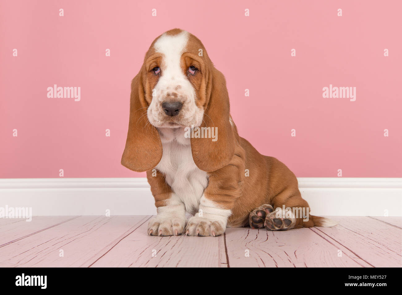 Solformørkelse væv klynke Cute red and white basset hound puppy sitting in a pink living room setting  Stock Photo - Alamy